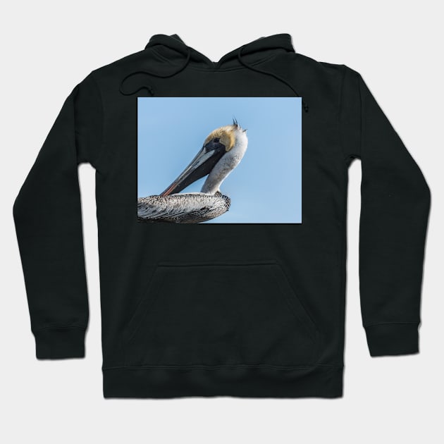 Brown pelican in Calabash Hoodie by KensLensDesigns